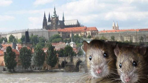 Parazité a deratizace