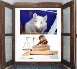Okénko - Právo v kapse - 8500 pokusných myší