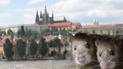 Parazité a deratizace