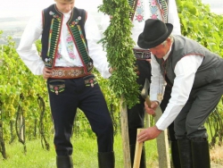 Dějiny národa Českého - VINOBRANÍ